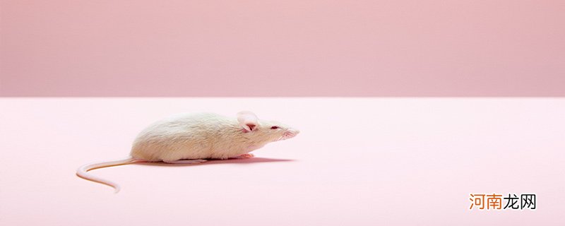 老鼠的寿命