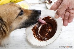 狗吃巧克力会怎么样怎么处理 狗为什么不能吃巧克力