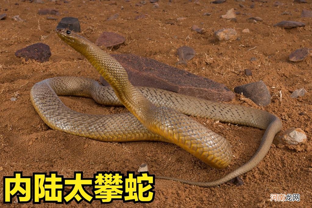 世界上最毒的蛇前十名图片 世界上最毒的蛇叫什么