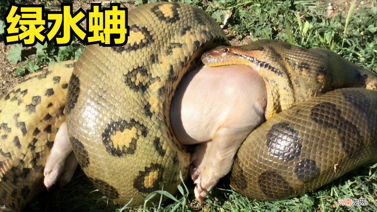 世界上最毒的蛇前十名图片 世界上最毒的蛇叫什么