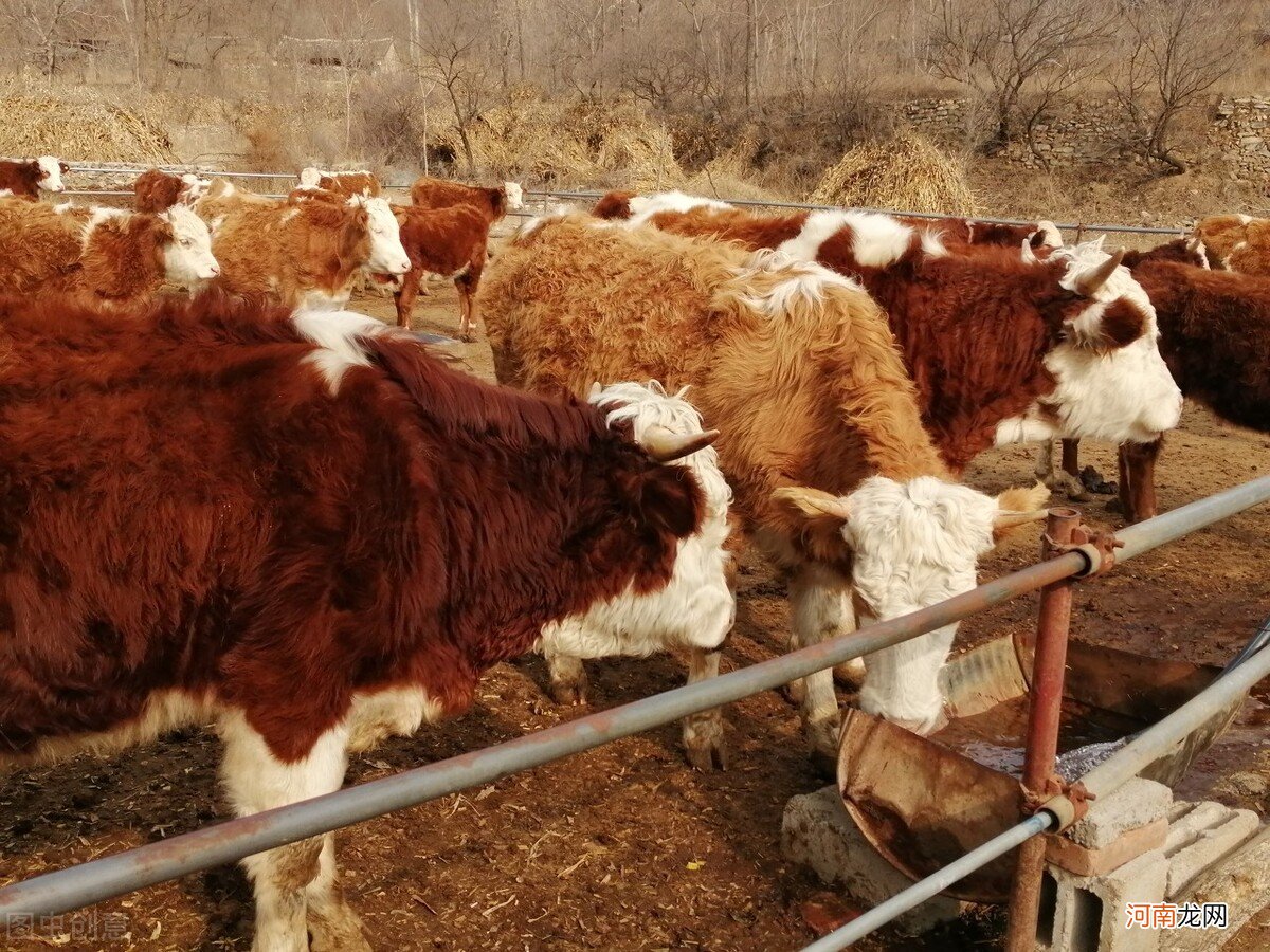 肉食牛养殖利润怎么样 养殖20头牛一年要投资多少钱