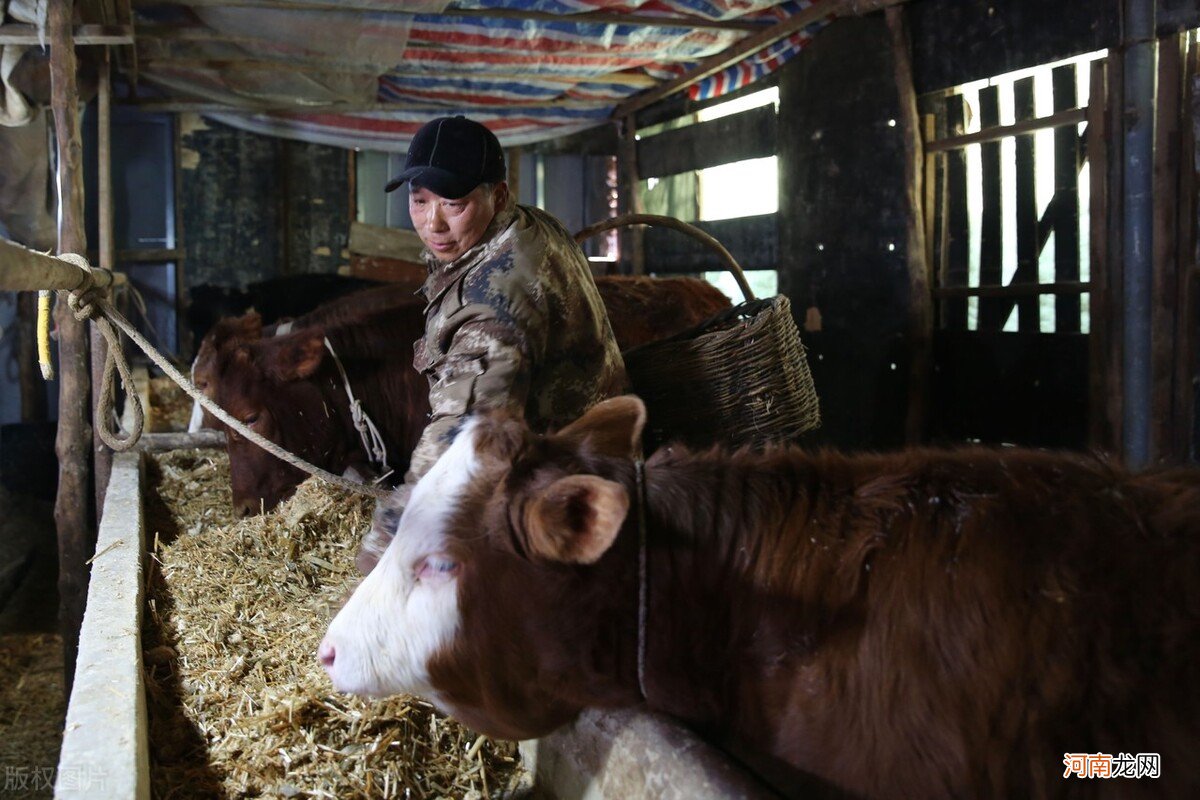 肉食牛养殖利润怎么样 养殖20头牛一年要投资多少钱