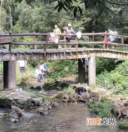 抓伤有保险 游客男孩小溪戏水遭野猴群欺负？景区发声：不能逗它们