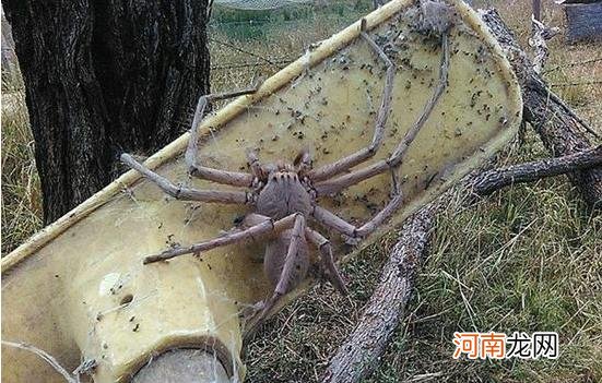 世界上最大的巨型蜘蛛有多大 世界上最大的蜘蛛王