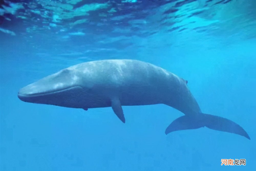 一万米的海底有生物吗 海底一万米有多恐怖