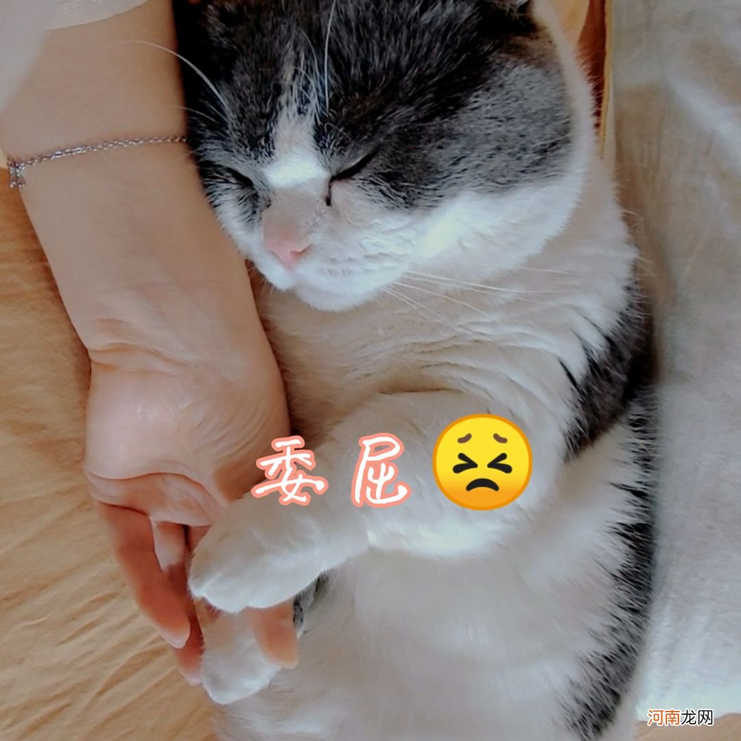 养猫需要打三针吗 养猫需要打什么针多少钱