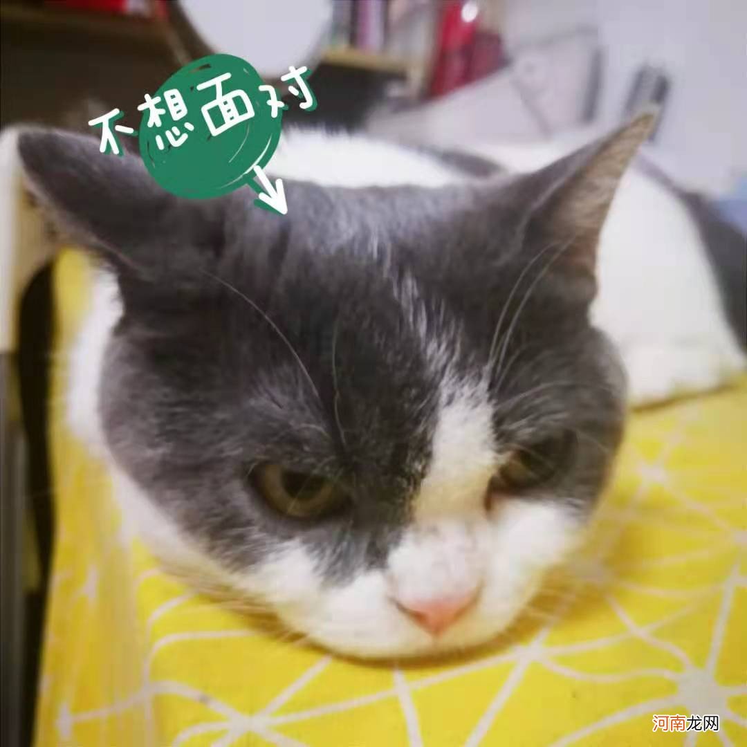 养猫需要打三针吗 养猫需要打什么针多少钱