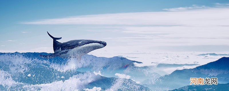 鲸的叫声意味着什么