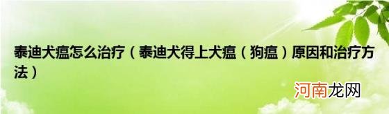 泰迪犬得上犬瘟（狗瘟 泰迪犬瘟怎么治疗原因和治疗方法）