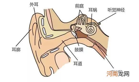 孩子感冒发烧后，为什么容易得中耳炎？