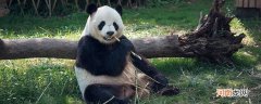 介绍大熊猫的外形和特点