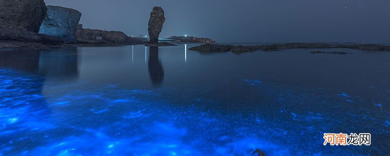 荧光海是海洋污染导致的吗