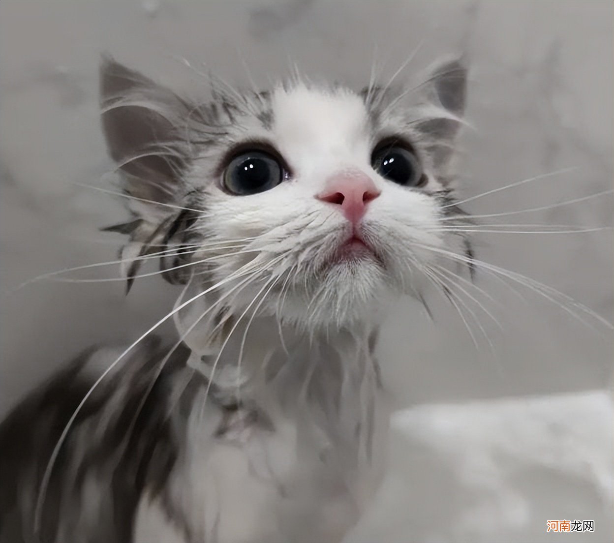 宠物店给猫洗澡步骤 给猫洗澡多少钱一次