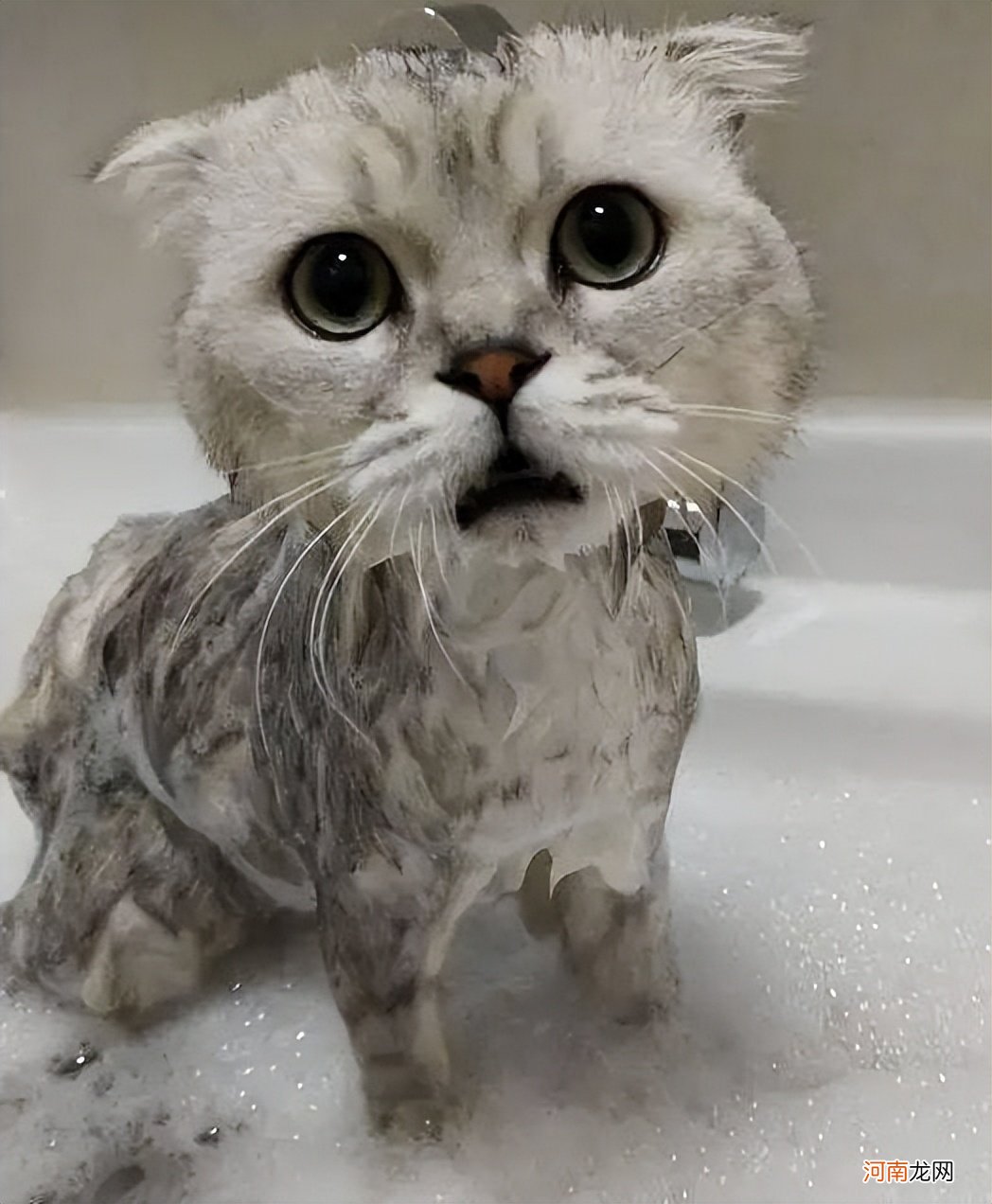 宠物店给猫洗澡步骤 给猫洗澡多少钱一次