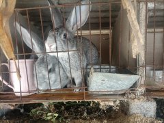 为什么养殖兔子容易亏本 养殖兔子的成本与利润分析