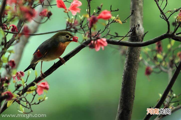 解梦鸟 解梦鸟屎拉在身上