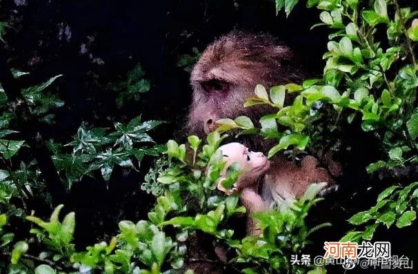黄山警民救助一只黄山短尾幼猴是怎么回事，关于黄山短尾猴出生后被猴妈妈遗落山林的新消息。