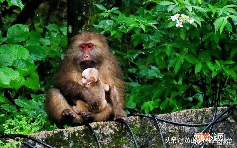 黄山警民救助一只黄山短尾幼猴是怎么回事，关于黄山短尾猴出生后被猴妈妈遗落山林的新消息。