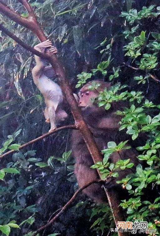 黄山警民救助一只黄山短尾幼猴是怎么回事，关于黄山短尾猴出生后被猴妈妈遗落山林的新消息。
