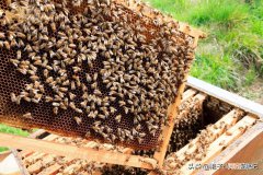 最好的农家土蜂蜜多少钱一斤 正宗的土蜂蜜大概多少钱一斤