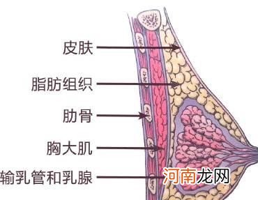 奶量多少和发育有关系吗 初乳一天可以挤几次