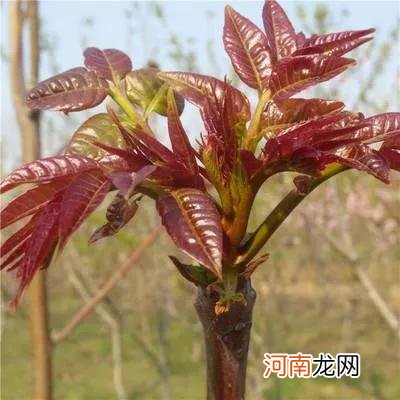 推荐4个农村种植致富好项目 农业种植什么好项目有哪些