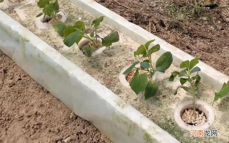 室内水培蔬菜的种植方法 水培蔬菜怎么种植