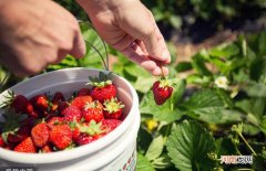 草莓到底凭什么成为“果圈顶流” 草莓补充什么维生素