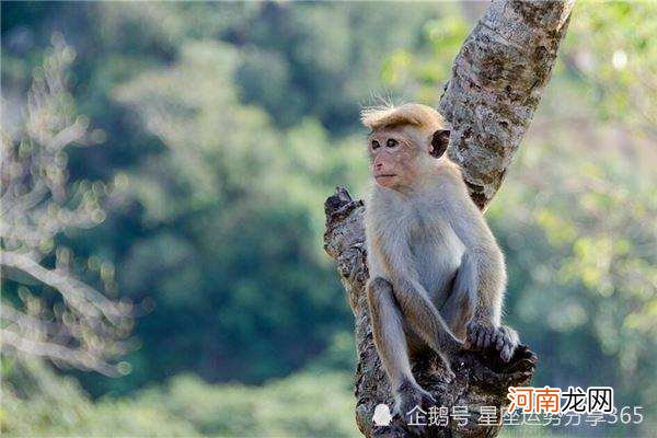 生肖猴今年运势 八零年生肖猴今年运势