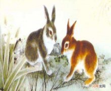 1987年属兔人运势 1987年属兔人运势2021年