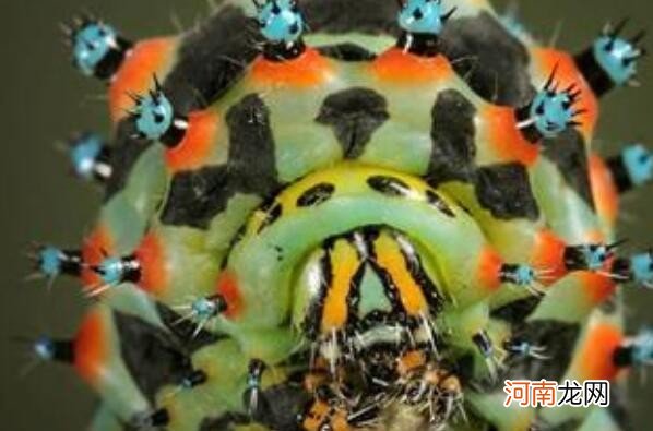 世界上最恐怖的昆虫是什么 十大最恐怖的昆虫