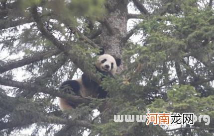 周公解梦梦见大树 周公解梦梦见大树倒了是什么意思