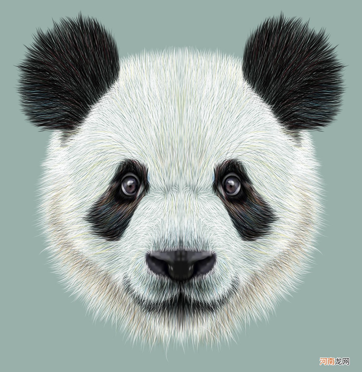 熊猫的祖先叫什么名字 大熊猫名字的来历
