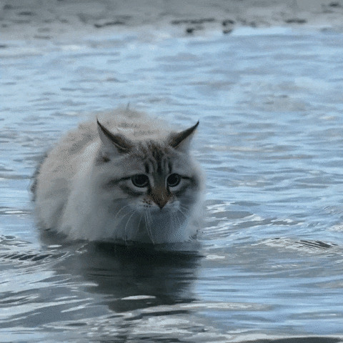 西伯利亚森林猫是俄罗斯国猫？有什么特点？