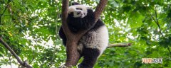 大熊猫在春天的习性