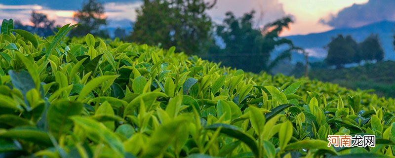 乔木茶和古树茶的区别