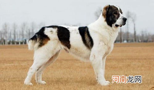 大狗的品种十大排名榜 大型犬排名前十名
