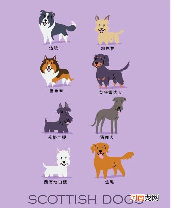 世界名犬图片大全排行 世界名犬品种大全