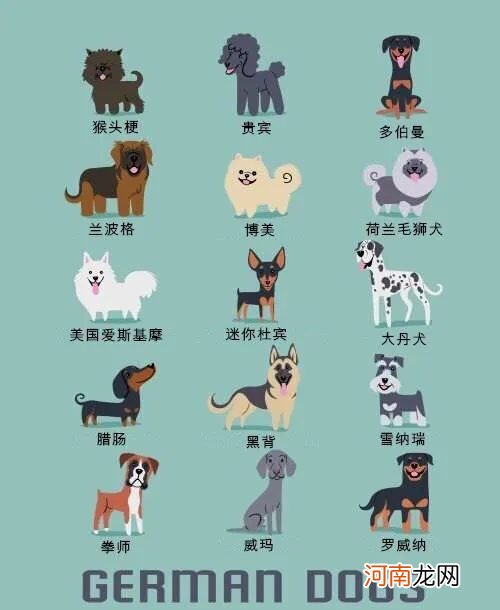 世界名犬图片大全排行 世界名犬品种大全