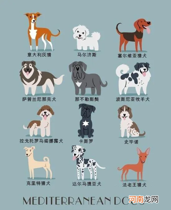 世界名犬图片大全排行 世界名犬品种大全