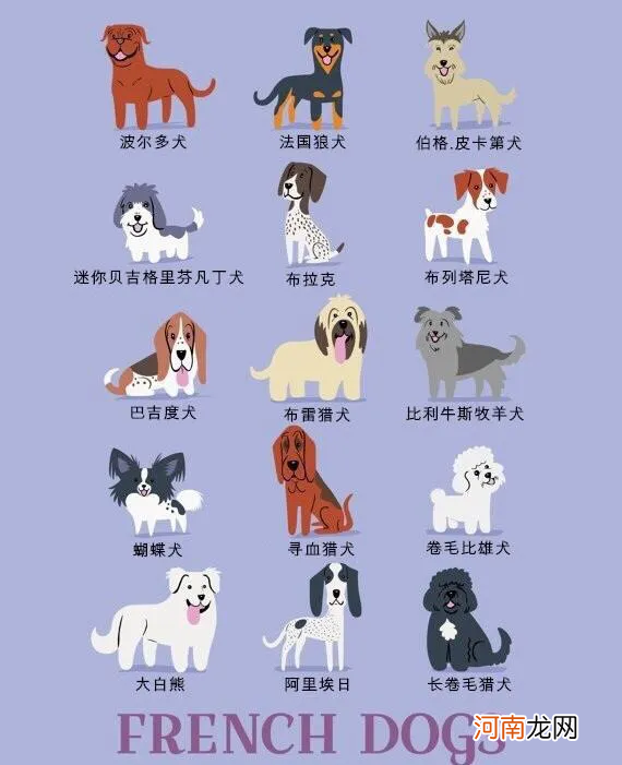 世界名犬图片大全排行 世界名犬品种大全