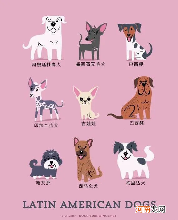 世界名犬图片大全排行 世界名犬品种大全