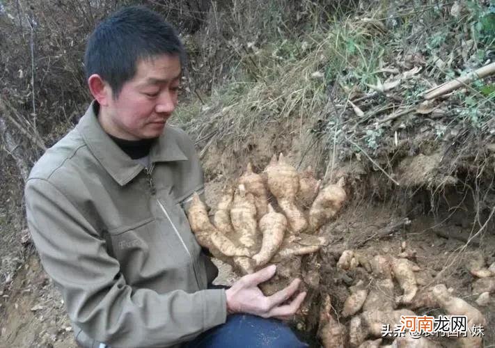 现在农村种植什么最好卖的 目前种植什么好