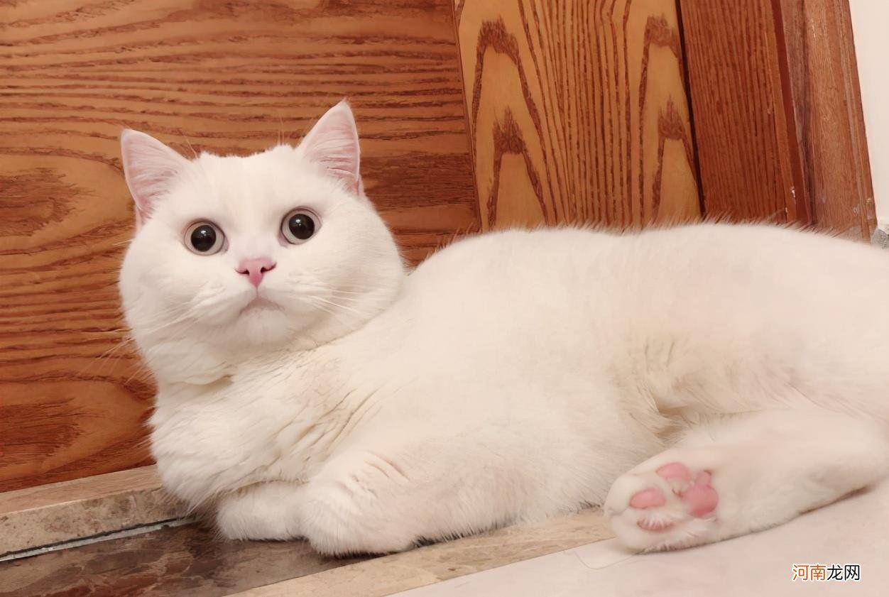 英短纯白猫多少钱一只 英短猫多少钱一只