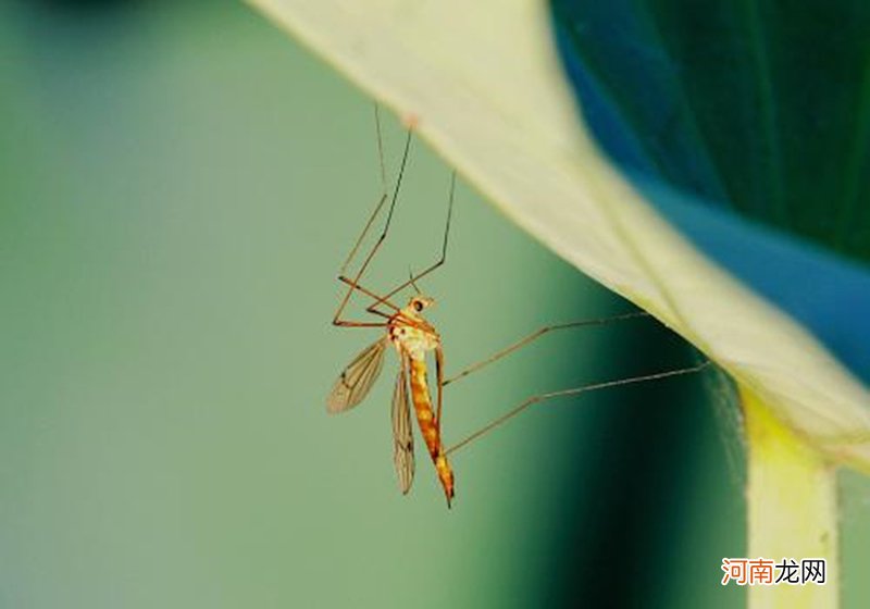 一个蚊子不吸血可以存活多久 蚊子不吸血能活多久