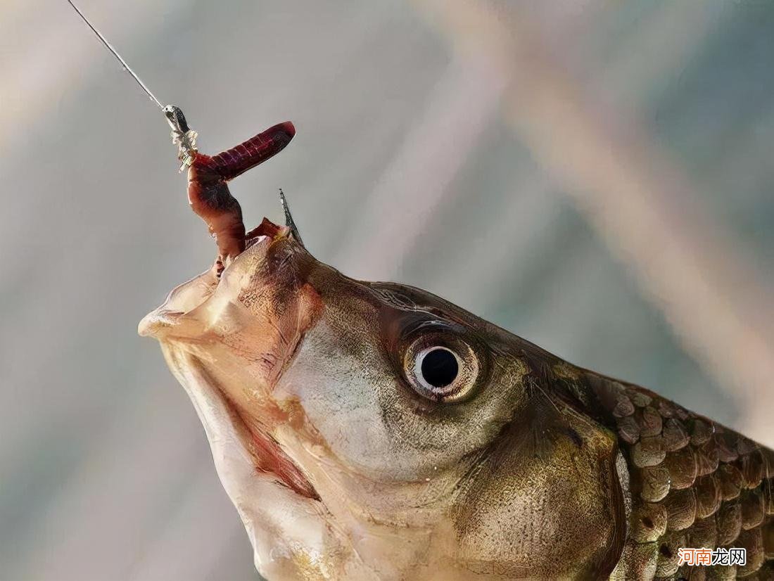 鱼喜欢吃蚯蚓是怎么回事 鱼为什么喜欢吃蚯蚓
