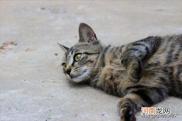 为什么狸花猫很少有人养 狸花猫千万不能养为什么