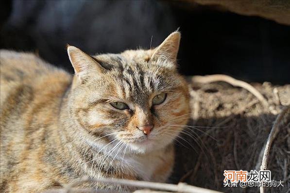 为什么狸花猫很少有人养 狸花猫千万不能养为什么