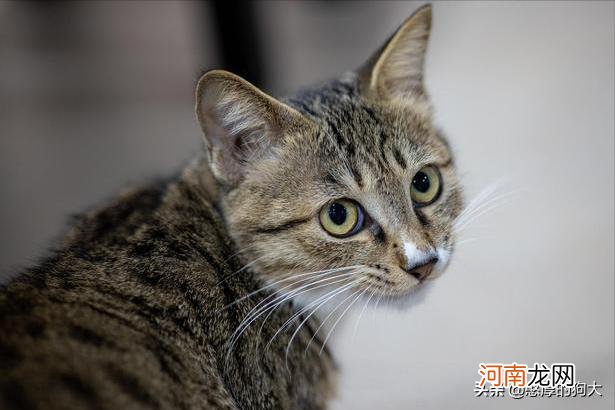 为什么狸花猫很少有人养 狸花猫千万不能养为什么