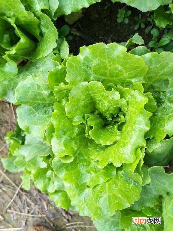 这个季节种什么蔬菜合适 春天种什么菜蔬菜最合适